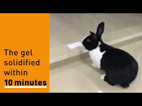 Rabbits’ detached retina “glued” with new hydrogel