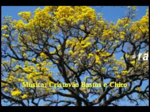 Todo Sentimento video