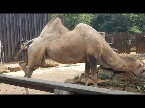 LONDON ZOO Walking Tour -England.