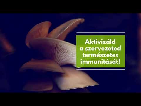 laskagomba magas vérnyomás ellen
