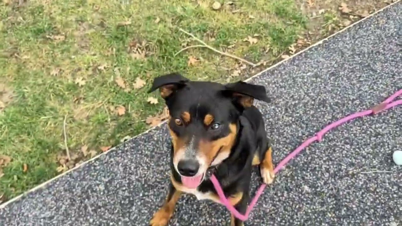 Enlarge Taz, a ADOPTABLE Cattle Dog in Dublin, CA video 6/6