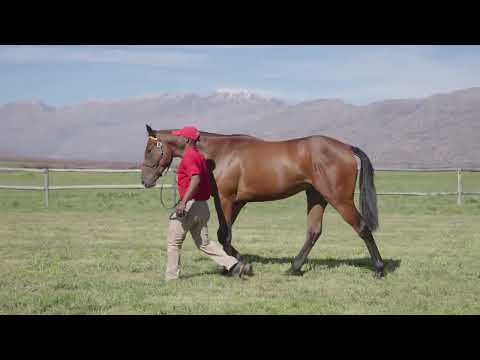 Lot 206 – Mary Lee x Querari