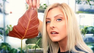 My Philodendron Collection! | Part 2