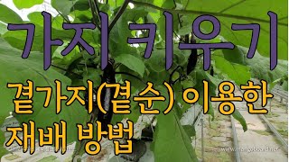 가지의 곁가지(곁순)을 이용한 재배 방법!!