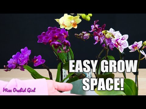 Creating a grow space for Mini Phalaenopsis Orchids in a dark room or office!