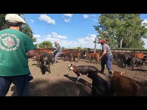 COUNTRY WORK WITH THE ANIMALS IN THE CORRAL