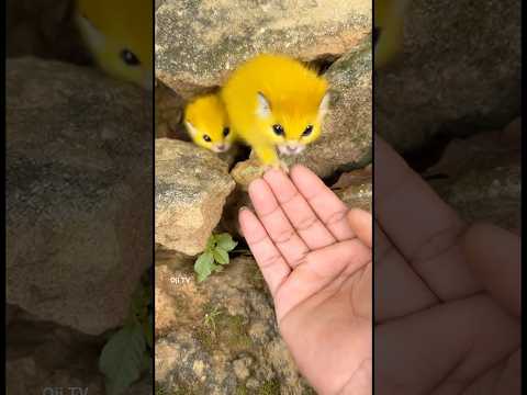 Feeding tipo #animal #cute #youtubeshorts