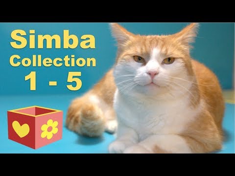 Funny animal videos - A Cat Collection