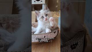 TikTokで話題の花子ファミリー🐾可愛い姿をショート動画でどんどん更新中♡チャンネル登録＆コメントで応援してもらえると嬉しいです🐱#猫#野良猫#保護猫#子育て#日常#癒し#母猫#トイストーリー