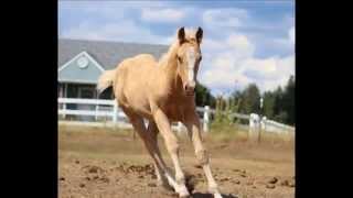 *FOR SALE*  SHIPWRECKED N CASH