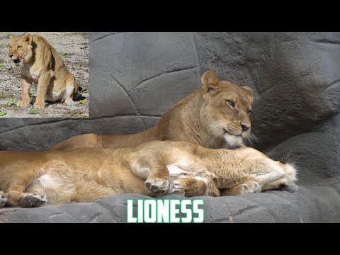 Lioness feelings I wild animal