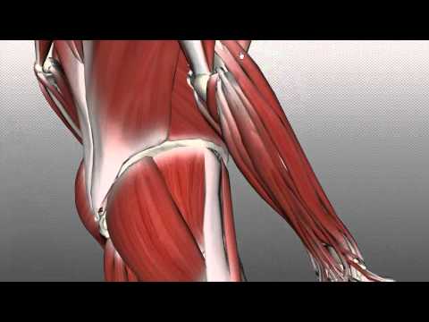 Forearm Muscles Part 2 - Posterior (Extensor) Compartment - Anatomy Tutorial