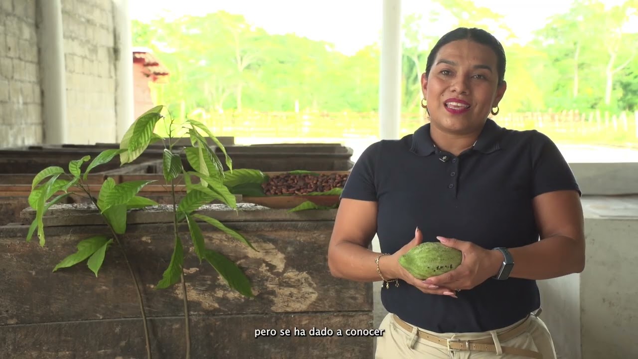 La transfomación del cacao al rico y tradicional chocolate
