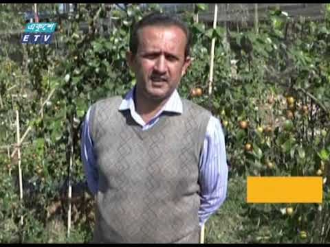 বোয়ালখালীতে উচ্চ ফলনশীল জাতের কুল চাষ | ETV News