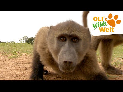 Pavian: Der grosse Houdini | OLI's Wilde Welt