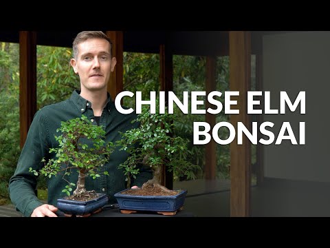 Chinese Elm Bonsai care (Ulmus)
