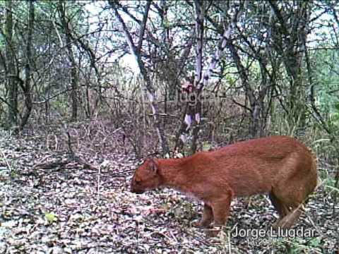 Jaguarundi: qué es, características, hábitat, reproducción, alimentación