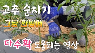 고추 다수확은 지금부터 진짜 도움되는 영상입니다