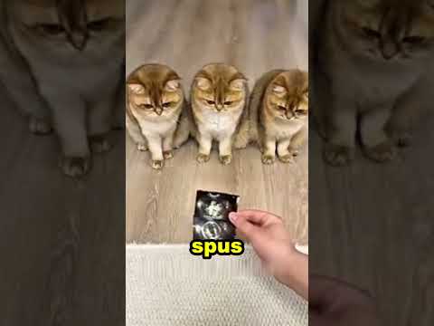 Acest barbat sa imbracat in pisica 🥰🥹