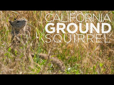 Wildlife Feature | Ground Squirrels