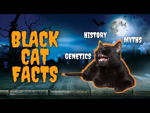 10 Mysterious Facts About Black Cats