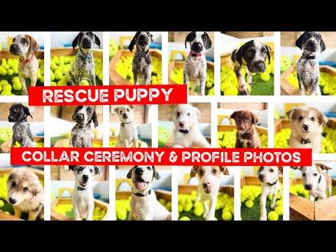 18 Puppies get their Coloured Collars Today and portraits taken for their adoptions