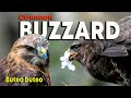 Common BUZZARD - Buteo buteo