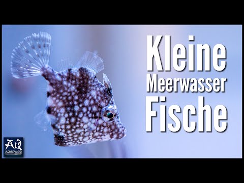 Nano Fische für kleines Meerwasseraquarium | AquaOwner