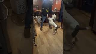 Video preview image #1 Mutt Puppy For Sale in Rustburg, VA, USA