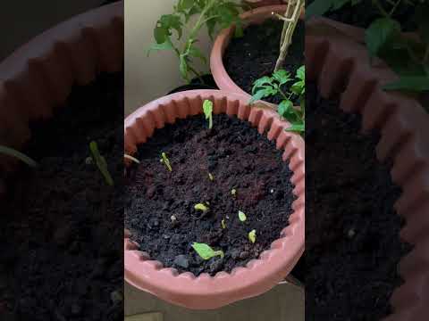 Khursaani garhis mhħ#indoorplants #plantingtips #growingup #chillvibes #shortvideo #trending #viral