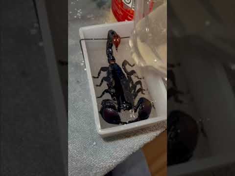 Turning my pet scorpion into a art piece part 2! #shorts