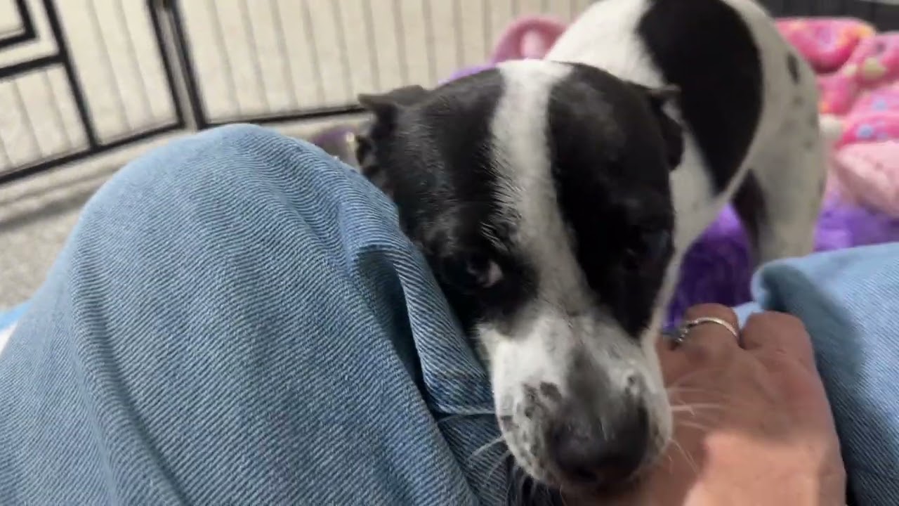 Pepper: sweet pup that loves people, a Adoptable mixed breed in Austin, TX video 5/5