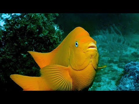 Anacapa Island - Diving the Kelp