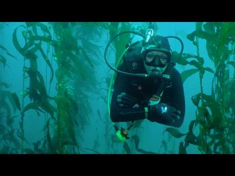 Anacapa Island – Diving the Kelp - scuba diving video