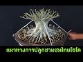 แนวทางการปลูกชวนชมไทยโซโค how to grow adenium thaisoco english sub