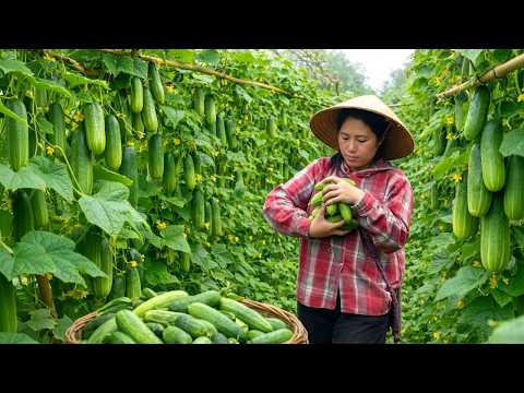 Harvesting cucumbers, an essential ingredient in kimbap - Selling the chickens at the market