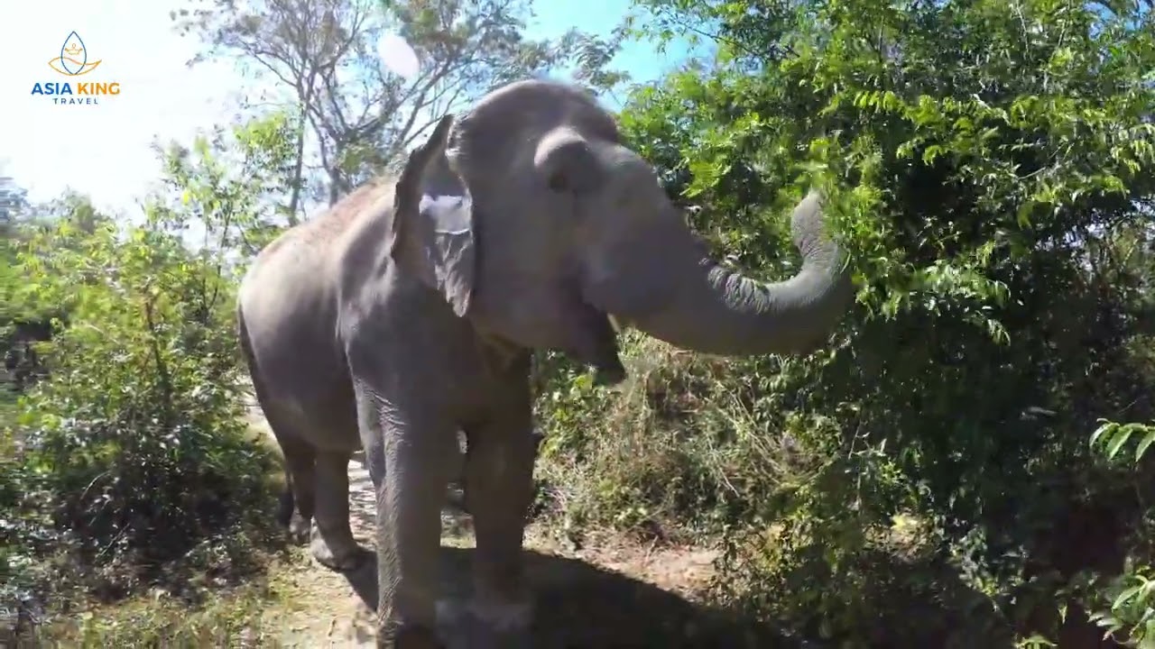 Kulen Elephant Forest: Siem Reap’s Elephant Sanctuary