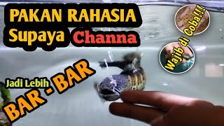Download lagu Treatment: How to Make Channa Auranti Fierce | Secret Tips for Channa Auranti to Gape Stably mp3