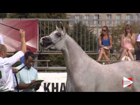 N.39 KAMARIA AL CAPE - Chantilly 2015 ABCE - Fillies 3 years old (Class 3)