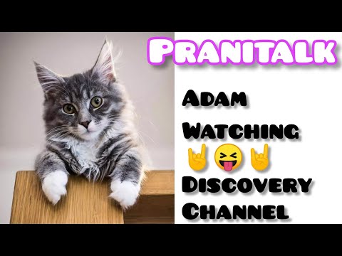 Cat watching || Discovery Channel || Intelligent cat || Ash Persian