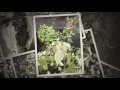 Aikane Nursery Native Plants Of Hawaii