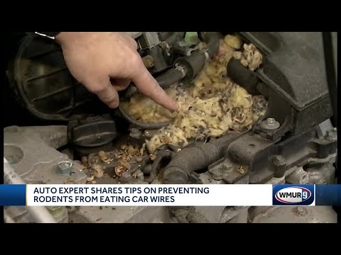 Auto experts share tips on preventing rodents from eating car wires