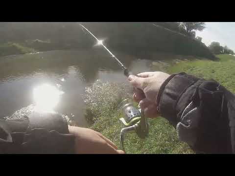 Street fishing for Chub Savage gear micro game , Okuma Psycho perch .... Pecanje klena u Svilajncu