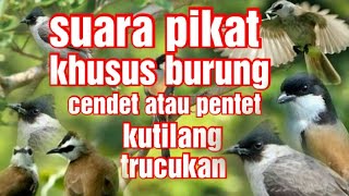 Download lagu suara  pikat dan pancingan burung kutilang | cendet | trucukan | mp3