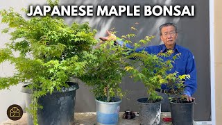 How to Grow Saplings into Respectable Japanese Maple Bonsai