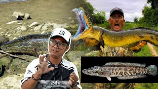 Download lagu Ikan Haruan: Invasive Species Made in Malaysia mp3