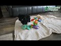 Shihpoo dogs for sale: Ava  - Video 2
