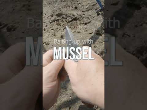 How to bait up with fresh Mussel.