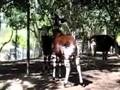 Okapis San Diego Zoo
