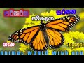 සමනලුන් ගැන විස්තර Butterfly Details Singhala
